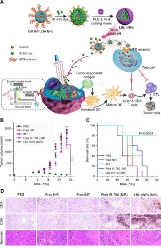 Figure 5 Combination of NIR therapy and regulatory T cell modulation mediated by LBL hNPs. (A) Schematic illustration of the synthesis and mechanism of LBL hNPs．Tumor volumes (B) and survival rates (C) of B16BL/6 tumor-bearing mice in different treatment groups. (D) Immunohistochemical staining of CD4+ T cells and CD8+ T cells and histopathological evaluation of tumor necrosis of tumor sections from mice in different treatment groups, scale bar: 120 µm. ***P < 0.001. Reproduced from Ou W, Jiang L, Thapa RK, et al. Combination of NIR therapy and regulatory T cell modulation using layer-by-layer hybrid nanoparticles for effective cancer photoimmunotherapy. Theranostics. 2018;8(17):4574-4590.111 Copyright 2018, Ivyspring International Publisher.