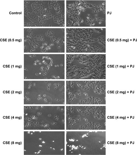 Figure 7 Cellular morphology examination under light microscopy (original magnification: ×20).Notes: Changes in cellular morphology were observed with increasing concentrations of CS extract. Cell shrinkage, rounding, and vacuoles were observed with CSE of concentrations ≥1 mg/mL.Abbreviations: CS, cigarette smoke; CSE, CS extract; PJ, pomegranate juice.