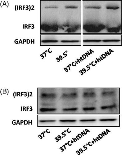 Figure 3. Effect of hyperthermia on IRF3 phosphorylation. Pre-warmed RAW264.7 and cGAS−/− cells were stimulated with 5 µg/ml herring testis DNA (htDNA) and maintained either at 37 °C or 39.5 °C for 24 h. IRF3 dimerization was analyzed by native gel electrophoresis. A) IRF3 phosphorylation in RAW 264.7 cells. B) IRF3 phosphorylation in cGAS−/− RAW 264.7 cells.