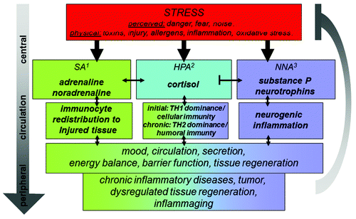 Figure 1. Schematic display of the three stress axis and their activation by a wide variety of stressors as well as selected key effects on the immune system and subsequently chronic disease and inflammaging regulated by inflammatory processes. 1sympathetic nervous system; 2hypothalamus pituitary adrenal axis; 3neurotrophin neuropeptide axis.