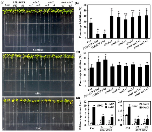Figure 7. Effects of ABA and NaCl on root elongation of the Col wild type, the 35S:AIW1 transgenic plants, the aiw1 and aiw2 single and the aiw1 aiw2 double mutants. (a) Ten-day-old seedlings of the Col wild type, the 35S:AIW1 transgenic plants, the aiw1 and aiw2 single and the aiw1 aiw2 double mutants. Sterilized seeds were plated on 1/2 MS plates. The plates were kept at 4°C and in darkness for 2 days, transferred to a growth room and grown vertically for 4 days. The seedlings were then transferred to control plates and plates containing 5 μM ABA or 150 mM NaCl, and grown for 6 more days. (b) Quantitative of root elongation inhibition by ABA. Length of new elongated roots was measured, and percentage of inhibition was calculated. Data represent means ± SD of 20–29 seedlings. Significantly different from the Col wild type (*p < .0001, **p < .05). (c) Quantitative of root elongation inhibition by NaCl. Data represent means ± SD of 16–26 seedlings. *Significantly different from the Col wild type (p < .0001). (d) Expression of RD22 in response to ABA and ABI3 in response to NaCl in the Col wild type and the aiw1 aiw2 double mutants. Seedlings were treated with 50 µM ABA or 150 mM NaCl for 4 h, total RNA was isolated and qRT-PCR was used to examine the expression of RD22 and ABI3, respectively. ACT2 was used as an inner control, and the expression of corresponding gene in the Col wild type control seedlings was set as 1. Data represent the mean ± SD of three replicates. Significantly different from that in the Col wild type (*p < .05, **p < .005).