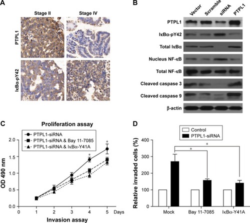 Figure 4 Identification of IκBα-pY42 as a novel site recognized by PTPL1.