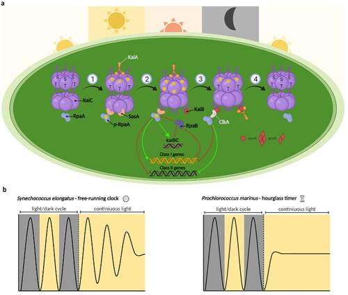Figure 2. Circadian clocks in Cyanobacteria. (a) Schematic representation of the two circadian clock systems in the Synechococcus elongatus PCC 7942 and Prochlorococcus marinus MED4 models. The phosphorylation/dephosphorylation cycle of KaiC is represented with the different key components of the output pathway that subsequently control the gene expression. The proteins KaiA and CikA, labelled in grey, are missing from the Prochlorococcus clock model. (b) Difference between the stability of oscillation provided by a free-running clock in S. elongatus and an hourglass-like timer in P. marinus in the absence of light/dark cycle.