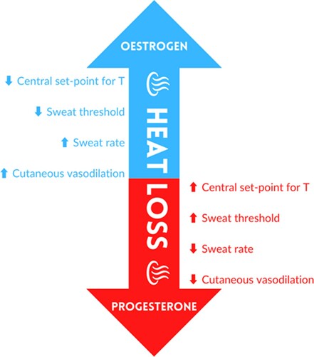 Figure 3. Theoretical influences of oestrogen and progesterone on heat dissipation / conservation mechanisms.