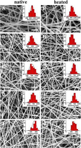 Figure 4 Morphologies of native (left) and heated (right) nanofiber membranes. (A, F) PLLA; (B, G) PLA/TTCP25; (C, H) PLA/TTCP35; (D, I) PLA/TTCP45; (E, J) PLA/TTCP55. Scale bar represents 4 μm.