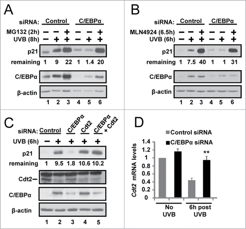 Figure 3. C/EBPα regulates CRL4Cdt2-mediated degradation of p21 in response to UVB. (A) Immunoblot analysis of control and C/EBPα siRNA nuclear extracts 8 h after 5 mJ/cm2 UVB. Ten μM MG132 was added 2 h before collection. (B) Immunoblot analysis of control and C/EBPα siRNA nuclear extracts 6 h after exposure to 5 mJ/cm2 UVB. Cells were treated with 800 nM MLN4924 30 min before UVB exposure. (C) Immunoblot analysis of control, C/EBPα, and Cdt2 siRNA nuclear extracts 6 h after 5 mJ/cm2 UVB. (D) Relative Cdt2 mRNA levels in control and C/EBPα siRNA 6 h following 5 mJ/cm2 UVB. Data are expressed as the mean normalized to Gapdh ±S .D. (N = 3). **= P value < 0.01 as calculated using Student's T test.