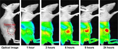 Figure 6 Noninvasive in vivo fluorescent imaging of Cy5.5-conjugated PIC (C/A ratio: 8) injected intravenously into KB tumor-bearing nude mice.Abbreviations: PIC, polyelectrolyte ionomer complex; C/A ratio, ratio of cationic PEI and anionic P(Asp) block; P(Asp), poly(aspartic acid).