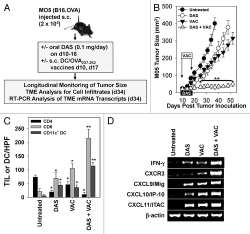 Figure 2. Combination dasatinib + OVA peptide-based dendritic cell vaccination therapy yields superior antitumor efficacy and immune cell recruitment into the tumor microenvironment vs. either monotherapy. (A–D) C57BL/6 mice bearing subcutaneous M05 melanomas (n = 7 mice/group) established 10 d prior were left untreated or were treated with either 0.1 mg/day dasatinib (DAS) administered by oral gavage for 7 consecutive days, contralateral s.c. vaccination (VAC) consisting of 106 OVA257–264 peptide-pulsed dendritic cells (DCs) genetically modified to overexpress IL-12, or a combination of DAS + VAC. (B) Animals were monitored for tumor growth every 3–4 d using external calipers and estimated tumor volume calculated as the product of the orthogonal measurements. Data are the mean ± SD tumor volume per group. (C) On day 34, 2 mice/group were sacrificed and cryo-preserved tumor sections analyzed by immunofluorescence staining and fluorescence microscopy for CD4+ T cell, CD8+ T cell, and CD11c+ DC content. The numbers of CD4+ and CD8+ tumor-infiltrating lymphocytes (TILs) or DC are reported as the mean ± SD of the indicated cells over 10 high-power fields (HPF). (D) Total tumor mRNA purified from representative tumors from the indicated treatment group was analyzed by RT-PCR for expression of the indicated Type-1-associated cytokine, chemokine, or chemokine receptor transcript. Representative data from 1 of 3 independent experiments are depicted. Statistical analyses were performed by Student’s t test or 1-way ANOVA; *P < 0.05 vs. untreated (t test) and **P < 0.05 vs. all other groups (ANOVA).