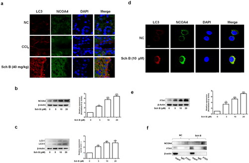 Figure 4. Sch B regulates NCOA4-mediated ferritinophagy in activated HSCs. (a) Immunofluorescence staining analysis of the localization of NCOA4 and LC3B in liver tissue. Nuclear was shown by DAPI. Scale bar, 10 μm (n = 3). (b, c) Western blot analyses of NCOA4 and LC3B in LX2 cells (n = 3). Data were expressed as mean ± SD. Significance: *P < 0.05, **P < 0.01, ***P < 0.001 vs. Control. (d) Immunofluorescence staining analysis of the localization of NCOA4 and LC3B in LX2 cells. Nuclear was shown by DAPI. Scale bar, 7.5 μm (n = 3). (e) Western blot analyses of FTH1 in LX2 cells (n = 3). Data were expressed as mean ± SD. Significance: **P < 0.01, ***P < 0.001 vs. Control. (f) Co-IP analysis of the interaction between FTH1 and NCOA4.