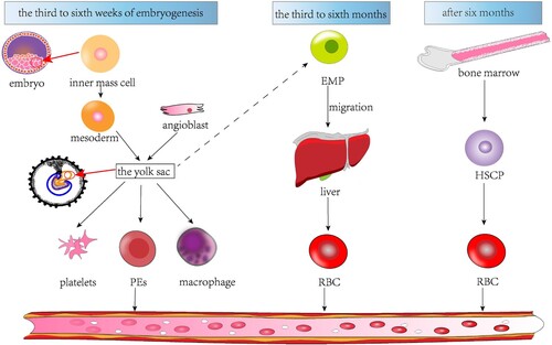Figure 2. An overview of erythropoiesis in the bone marrow. The formation of reticulocytes from hematopoietic stem cells (HSPC) in the bone marrow takes about seven steps. During the first stage of erythropoiesis, hematopoietic stem cells produce megakaryocytes in addition to erythroid bursting-forming units (BFU-E)and erythroid colony-forming units(CFU-E). The second stage of erythropoiesis is marked by the production of proerythroblasts (Pro-E), the first erythroid cells to be morphologically recognizable. The pro-E then produces basophils (Bas-E), which cease to produce ribosomes during basophilization. Bas-E subsequently produces polychromic phage (Poly-E), Poly-E subsequently produces positively stained erythrocytes (Ortho-E), and Ortho-E eventually produces reticulocytes. During erythropoiesis, the size of the cells decreases continuously, and the intracellular hemoglobin content gradually increases.