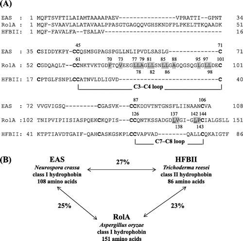 Fig. 1. Comparison of amino acid sequences of hydrophobins EAS, RolA, and HFBII.Notes: (A) Sequences of class I hydrophobins Aspergillus oryzae RolA and N. crassa EAS and class II hydrophobin T. reesei HFBII. The eight cysteine residues that form the conserved disulfide bonds are indicated in bold type. Selected hydrophobic amino acid residues of RolA for creating RolA mutants were highlighted by gray color. L137 and L142 of RolA were underlined. The alignment was generated with GENETYX (ver. 10). (B) Similarity scores of the amino acid sequences of RolA, EAS, and HFBII, calculated with GENETYX (ver. 10).