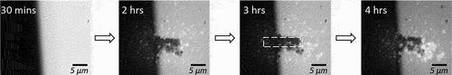 Figure 3. Corrosion in iron metal. XRF images, Fe-Ka signal, of iron metal film exposed to brine solution, imaged on the I14 beamline using the in situ liquid setup. XANES measurements are performed in between the XRF measurements, in the area that is outlined in the 3h panel by a rectangle of white dashed lines, thus this area has been exposed to a higher X-ray dose. This demonstrates that the corrosion reaction is accelerated by the effects of the X-rays.