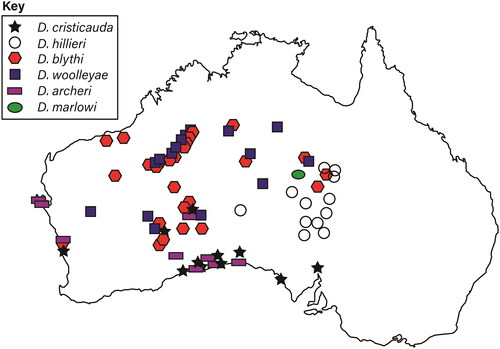 Figure 17. Distribution of Dasycercus material examined in this investigation, specimens have been mapped using taxonomic named assigned in this investigation. Note: material localities have been approximated to protect sensitive sites.