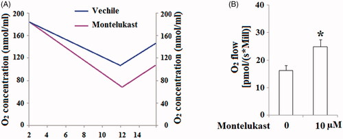 Figure 4. Montelukast treatment induced a gain in mitochondrial function in Beas-2b cells. Cells were stimulated with 10 µM montelukast for 24 h. (A). Representative results of oxygen content consumption in non-treated (blue curve) and montelukast-treated (purple curve) Beas-2b cells; (B). Summarized mitochondrial respiratory rate (*, p < .01 vs. vehicle group, n = 6).