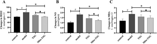 Figure 5. The changes of H2O2, NO and MDA in control group, model group, TSG group and Mito-TSG (mean ± SD, n = 10). (A) changes in H202, (B) changes in NO, (C) changes in MDA. # P<0.05, comparison with control group; *P<0.05, comparison with model group;▴P<0.05, comparison with TSG group.