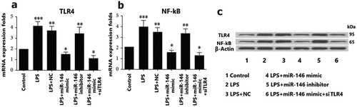 Figure 5. The levels of miR-146 expression and TLR4 and NF-ĸB expression. a: TLR4 expression. These granulosa cells were transfected with miR-146 mimics, miR-146 inhibitors, control, or TLR4 siRNA (si-TLR4), and were treated using concentration of 10 μg/mL LPS for 12 h by qPCR. * P < 0.05; ** P < 0.01; *** P < 0.001. B: NF-ĸB expression. These granulosa cells were transfected with miR-146 mimics, miR-146 inhibitors, control, or TLR4 siRNA (si-TLR4), and were treated using concentration of 10 μg/mL LPS for 12 h by qPCR. * P < 0.05; ** P < 0.01; *** P < 0.001. C: The levels of TLR4 and NF-ĸB expression in granulosa cells were detected by western blot analysis.