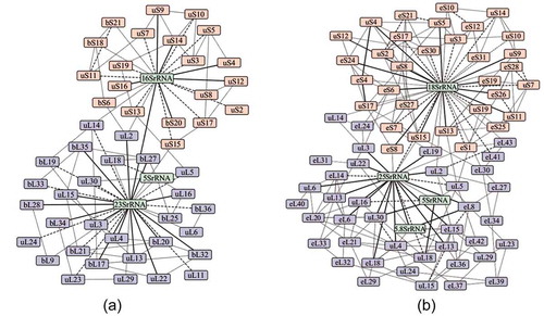 Figure 4. The macromolecular interaction networks of (a) 70S and (b) 80S ribosomal assemblies. Protein and RNA molecules are represented by the node of the graph and their interactions by the edges. The edges of the network are divided based on the interface area B into (i) solid (B > 4000 Å2), (ii) broken (2000 Å2 < B > 4000 Å2) and (iii) grey (B < 2000 Å2).