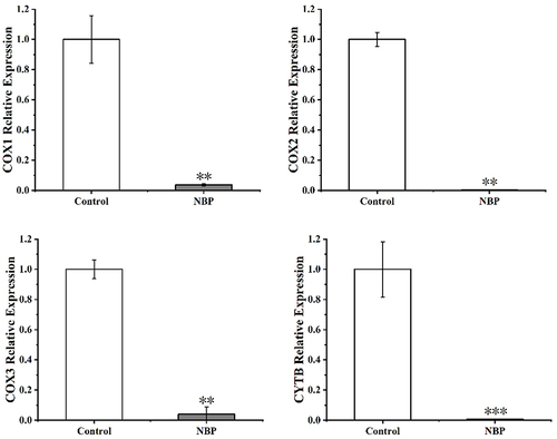 Figure 3 Effect of NBP on the gene expression of the mitochondrial respiratory chain enzyme of CG19(**P<0.01, ***P<0.001, compared to control group).