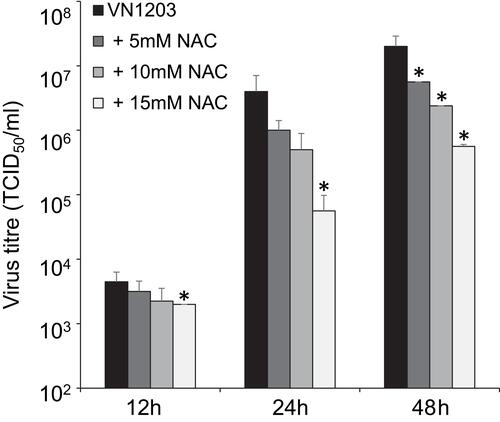 Figure 2 Influence of NAC on H5N1 virus replication in A549 cells. A549 cells were infected with A/Vietnam/1203/04 (VN1203) at a MOI of 0.01. NAC treatment (0 mM NAC: dark grey bars, 5 mM NAC: middle grey bars, 10 mM NAC: light grey bars, 15 mM NAC: white bars) was performed continuously starting 24 h prior to infection. H5N1 titres were determined 12, 24 and 48 h post-infection. *p<0.05 relative to untreated virus control. Reprinted from Biochemical Pharmacology, 79, Geiler J, Michaelis M, Naczk P, et al. N-acetyl-L-cysteine (NAC) inhibits virus replication and expression of pro-inflammatory molecules in A549 cells infected with highly pathogenic H5N1 influenza A virus. 413–420, Copyright (2010), with permission from Elsevier.Citation23