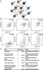 Figure 7 The possible signaling pathways by which FN1 regulated cancer metastasis. (A) The PPI network of proteins that were tightly associated with FN1. Search Tool for the Retrieval of Interacting Genes (STRING) was used to make the PPI network. (B) The correlation among FN1, ITGB1, ITGA5, TGFB1, HGF, ITGA4 and ITGB3 was analyzed by GEPIA, and the positive correlations were shown. (C) KEGG pathway analysis of proteins in PPI network showed that FN1 was closely associated with tumor progression including focal adhesion, PI3K-AKT and ECM-receptor signaling pathway.Abbreviations: FN1, fibronectin 1; PPI, protein–protein interaction; FDR, False Discovery Rate; KEGG, Kyoto Encyclopedia of Genes and Genomes.