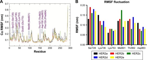 Figure 6 (A) Cα RMSF values of HER2, HER2-compound 1, HER2-compound 2, HER2-compound 3, and HER2-ZINC67903192 were plotted against residue numbers; (B) the profile of Cα atomic fluctuations of key H-bonding residues in the catalytic site of HER2.