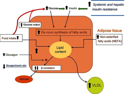 Figure 2 Lipid synthesis and deposition in hepatocytes in individuals with NAFLD irrespective of type 2 diabetes. In individuals with NAFLD (especially those with high caloric intake and obesity), hepatic glucose production is stimulated in association with increases in systemic and hepatic insulin resistance. The elevated blood glucose and the beta-cell response to the insulin resistant state both lead to increases in insulin release and blood insulin levels. As noted in Figure 1, elevated blood glucose and blood insulin levels stimulate de novo fatty acid and cholesterol synthesis. Adipose tissue resistance to insulin action leads to increased release of free fatty acids from the expanded adipose tissue mass and fatty acid uptake by the liver. Glucagon levels tend to be slightly increased (but with low glucagon/insulin ratios) leading to slight or no increase in beta-oxidation. Although there is an increase in VLDL synthesis and release by the liver, the magnitude of this change appears not to be large enough to overcome the increased rate of lipid deposition.