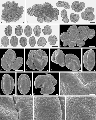 Figure 11. Pollen grains on Electrapis sp. (PE 2000/849a,b.LS) from Eckfeld. A‒C. LM micrographs. D‒O. SEM micrographs. A, B. Clumps with Eudicot ord., fam., gen. et sp. indet. 2. C. Eudicot ord., fam., gen. et sp. indet. 2 pollen grains in equatorial view (left) and polar view (right). D‒G. Clumps with Eudicot ord., fam., gen. et sp. indet. 2 pollen grains. H‒J. Eudicot ord., fam., gen. et sp. indet. 2 pollen grains in equatorial view. K. Eudicot ord., fam., gen. et sp. indet. 2 pollen grain in polar view. L‒O. Eudicot ord., fam., gen. et sp. indet. 2, detail of tectum surface. Scale bars – 10 µm (A‒E), 1 µm (F‒O).