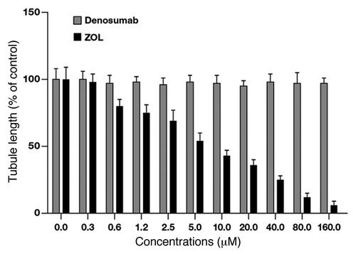 Figure 6. Quantification of the effects of Dmab and ZOL on HUVEC tubule formation. Capillary-like networks were quantified with ImageJ software. Each point is the mean of at least four different replicate experiments (± S.D.). Statistical analysis: p < 0.05, untreated vs. 0.6 μM, 1.2 μM and 2.5 μM ZOL treated cells; p < 0.01, untreated vs. 5.0 μM, 10.0 μM and 20.0 μM ZOL treated cells; p < 0.001, untreated vs. 40.0 μM, 80.0 μM and 160.0 μM ZOL treated cells.