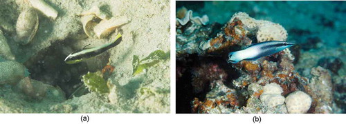 Photo 2.4 Juvenile bicolor cleaner wrasse (Labroides bicolor) utilize rubble cavities in short-leaf seagrass meadows (2.4 a), but the adult cleaners wander on coral reefs in search of other fishes harboring ectoparasites (2.4 b). Photo by Jianguo Du in Johor, Malaysia.