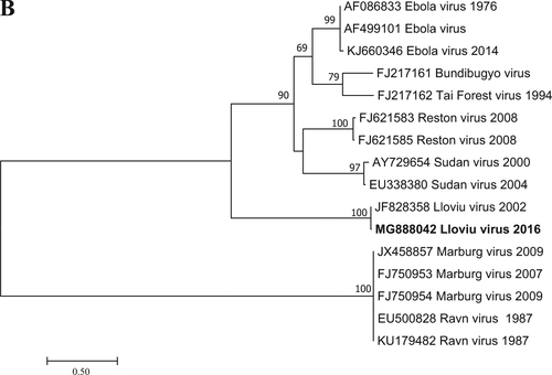 Fig. 2 Phylogenetic tree analysis was performed based on a 717-nt partial sequence of the nucleoprotein gene with the Maximum Likelihood method based on the Tamura 3-parameter model (+G+I) in MEGA7 softwareCitation13. Bootstrap replications were 1000. The sequence of this study is indicated with bold letters. Branch supports are represented by bootstrap values. Bootstrap values <50 are not shown. Branch lengths are measured in the number of substitutions per site