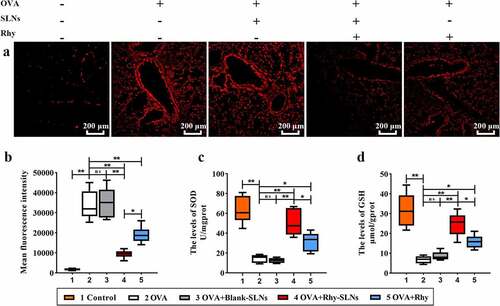 Figure 4. Rhy-SLNs alleviated the OVA-induced oxidative stress of murine experimental asthma. Mice were subcutaneously injected with 20 μg OVA mixed with 1 mg aluminum hydroxide on days 0, 14, 28, and 42 and administrated aerosolized 1% OVA (w/v) by inhalation from day 21 to day 42. Mice were intraperitoneally injected with 20 mg/kg Rhy-SLNs or 20 mg/kg Rhy at one hour before the airway challenge with OVA. a, the representative images of ROS probe-stained airway in lung tissues. b, the mean fluorescence intensity. c and d, the levels of SOD and GSH in lung tissues. n = 6 in each group. *p < 0.05, **p < 0.01. GSH, glutathione; OVA, ovalbumin; Rhy, rhynchophylline; Rhy-SLNs, rhynchophylline-solid lipid nanoparticles; ROS, reactive oxygen species; SOD, superoxide dismutase