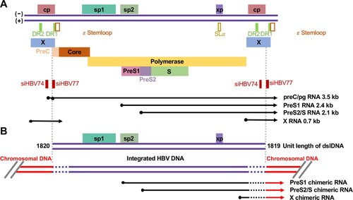 Figure 2. Transcription maps of cccDNA and integrated HBV DNA. Schematic presentation of HBV RNA transcribed from cccDNA (A) and integrated HBV DNA (B). For the convenience of illustration, cccDNA transcription template is presented as a 1.3mer liner genome. Four promoters (cp: core promoter; sp1: preS1 promoter; sp2: preS2/S promoter and xp: HBx promoter). Epsilon (ϵ) RNA element, RNA stem loop (SLα), direct repeat sequences 1 and 2 (DR1 and DR2) are presented. Double stranded linear (dsl) DNA is synthesized by in situ priming of plus-stranded DNA and is the primary precursor of integrated viral DNA. Due to the error-prone end processing during the integration via non-homologous end joining DNA repair pathway, deletions and insertions occur in the terminal regions of viral DNA (dashed lines). Due to the loss of 5’-terminal core promoter, the integrated DNA cannot transcribe preC/pgRNA. Because of the loss of the authentic viral poly A adenylation signal at the 3’ terminus, the RNA transcription initiated from sp1, sp2 and xp will extended into host chromosomal DNA and terminated at the encountered poly A adenylation signal. Therefore, all the viral RNA transcripts from integrated DNA are HBV-host cellular chimeras. The binding sites of two siRNA in ARC-520 are indicated.