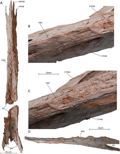 FIGURE 4. Nasals of the holotype specimen of Qianzhousaurus sinensis (GM F10004). A, conjoined nasals in dorsal view; B, close-up of the anterior nasal rugosities in dorsal view; C, close-up of the posterior nasal rugosities in dorsal view; D, nasal rugosities in right lateral view. Abbreviations: en, external naris; l. max, left maxilla; nas, nasal; npmp, nasal/premaxillary process; ns, nasal suture; nsnp, nasal sub-narinal process; pfr, prefrontals; r. max, right maxilla.