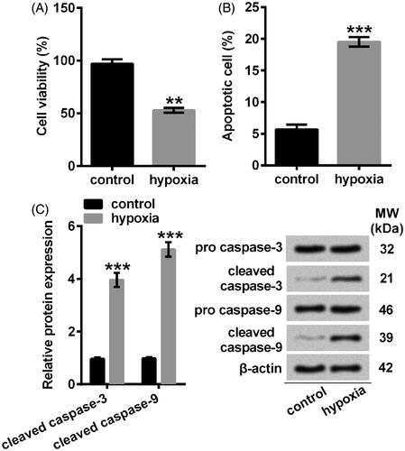 Figure 2. Hypoxia treatment weakened cell viability while facilitating apoptosis progress in NSCs. (A) Cell viability was determined by CCK-8 assay. (B) Apoptotic cells were observed by flow cytometry after stained by Annexin V-FITC/PI. (C) The specificity of antibodies against the indicated proteins was shown by immunoblotting assay. Protein expression was relatively quantified with densitometry with reference to β-actin. NSCs were stimulated with hypoxia for 8 h. Bars were means ± SD of triplicate experiments. **P < .01, ***P < .001. CCK-8: cell counting kit-8; PI/FITC: propidium iodide/fluorescein isothiocyanate; NSCs: neural stem cells; SD: standard deviation.
