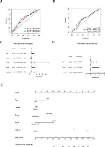 Figure 4 Accuracy verification of the ferroptosis-related prognostic model in MIBC. (A and B) AUC of time-dependent ROC curves verified the prognostic performance of the risk score in the TCGA cohort (A) and validation cohort (B). (C) Results of the univariate Cox regression analyses regarding OS in the TCGA cohort. The risk score is significantly associated with the survival of MIBC patients. (D) Results of the multivariate Cox regression analyses regarding OS in the TCGA cohort. The risk score is an independent prognostic factor in MIBC patients. (E) Nomogram for the prediction of 5-year survival probability in patients with MIBC. Lower total points are associated with a lower 5-year survival probability.