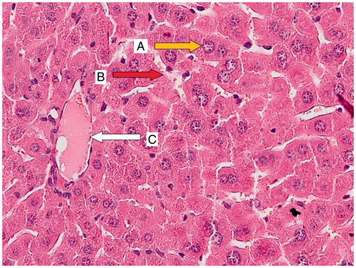 Figure 1. Normal group; a liver section of a mouse showing the normal histological structure of a hepatocyte (A; yellow arrow), sinusoidal space (B; red arrow), and central vein (C; white arrow).