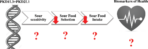Figure 5. Schematic representation of the potential effect of the PKD1L3+PKD2L1 sour taste receptor gene on sour taste perception, sour food selection, sour food intake, and biomarkers of health.