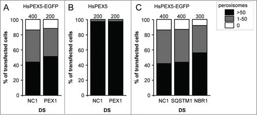 Figure 7. Downregulation of PEX1, SQSTM1, or NBR1 does not influence PEX5-EGFP-induced peroxisome removal. SV40T-MEFs were sequentially transfected with scrambled (NC1), PEX1-, SQSTM-, or NBR1-specific duplex siRNAs (DS) in combination or not with plasmids encoding mitochondria-targeted EGFP (marker for transfected cells) and (A, C) HsPEX5-EGFP or (B) HsPEX5 (for details, see Materials and Methods). One day later, the cells were fixed and processed for immunofluorescence microscopy with anti-PEX14 antibodies. Peroxisome degradation was quantified and plotted as in Figure 2B. The values above each bar represent the number of transfected cells analyzed per condition. A compilation of the results of at least 2 independent experiments (see Fig. S24) is shown. The “>50 peroxisomes” values from the (sub)panels were statistically compared with the value from the corresponding control (NC1) condition and found not to be statistically different.