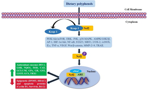 Figure 2. Cancer protective role of dietary polyphenols via modulating Keap1/Nrf2/ARE and interconnected signaling pathways.
