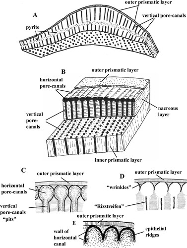 Figure 9. Schematic representation of the pore-canal network in ammonoids. A. Shell wall with vertical pore-canals in Quenstedtoceras sp. B. Pore-canal network in the dorsal shell wall of endocochleate ammonoids; note that the vertical canals extend through the nacreous and inner prismatic layers, and that the outer prismatic layer is extremely thin. C. Horizontal and vertical pore-canals in the shell wall of the body chamber in the living animal. D. Remnants of the horizontal and vertical pore canals in the shell wall after diagenesis; note the origin of “wrinkles” and “Ritzstreifen”. E. Secretion of walls of the horizontal pore-canals by epithelial ridges.