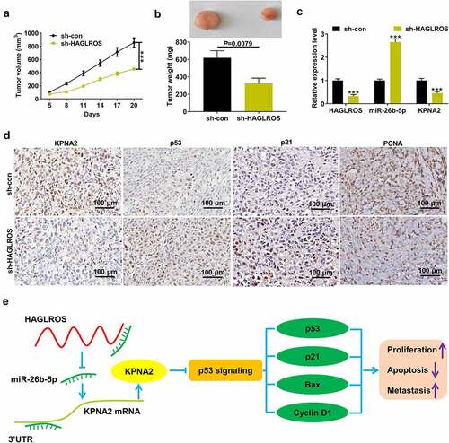 Figure 8. Depletion of HAGLROS repressed HCC tumorigenesis in vivo. MHCC97H cells with lentivirus vectors harboring sh-HAGLROS or sh-con were inoculated into nude mice at the dorsal sides. (a) Tumor growth curves were plotted by measuring tumor volumes every 3 days. (b) Tumor weights were determined when mice were euthanized. (c) qRT-PCR assays were performed to determine the expression of HAGLROS, miR-26b-5p and KPNA2 mRNA expression in xenograft tumors. (d) The tumor sections were used for IHC staining by antibodies against KPNA2, p53, p21, and PCNA. (e) The schematic diagram of HAGLROS-miR-26b-5p-KPNA2-p53 in regulating cell proliferation, apoptosis and metastasis in HCC. ***P < 0.001.