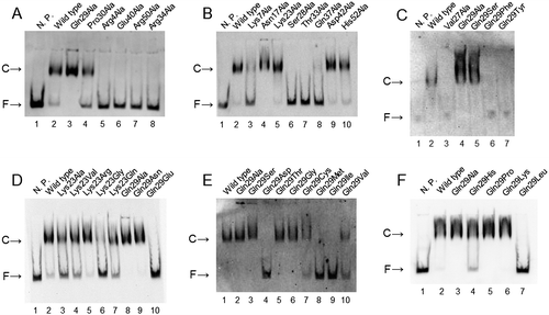Fig. 4. Binding assay of CbnR mutants of DBD to the cbnA promoter with EMSA. Panels A, B, and a part of C show the results for the alanine mutants. Panels D, E, F, and a part of C show the results of Lys23 and Gln29 mutants. The reaction contained 390 nM of purified CbnRHis and 10.2 pM (A) or 20.3 pM (B–F) of promoter DNA. N.P. means no CbnRHis protein. Bands indicated by C and F represent the band of complex of promoter DNA and CbnRHis (or mutant) and the band of free promoter DNA, respectively.
