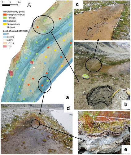 Figure 8. Roles of biofilms and biological soil crust in water availability. (a) Enlargement on a part of the study area with the distribution of the vegetation groups in relation to the depth of the groundwater table. (b) A soil pit located 50 cm away from a secondary channel with the groundwater table 72 cm below the soil surface. (c) Enlargement of the biofilm on the bed of the secondary channel, close to the pit in (b). (d) Flooded area strongly covered by bryophytes after a heavy rain. (e) Oxidation–reduction marks at the top of the soil of the plot in (d).