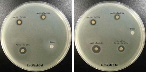 Figure 4. Inhibitory zones of LDPE/Ag/TiO2 against E. coli.