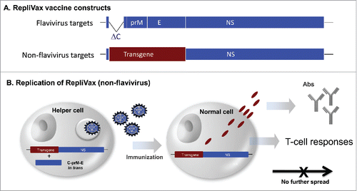 Figure 1. RepliVax vaccine platform principle. A. RV vaccines against flavivirus targets are constructed by deleting most of the capsid protein gene in the flavivirus genome; the main flavivirus immunogen is represented by empty virus-like particles (VLPs) encoded by the prM-E genes eliciting neutralizing antibodies. The prM-E genes can be either homologous (e.g., as in RV-WN) or heterologous to the backbone (as in RV-TBE containing TBE virus specific prM-E genes in the WN backbone). RV vaccine candidates against non-flavivirus targets, e.g. RSV, influenza, etc., are engineered to express a desired transgene in place of the deleted structural proteins of the vector. The configuration of the expression product (presented on the cell surface, soluble protein, or VLP) depends on transgene design. B. RV candidates against non-flavivirus targets are propagated in helper cells expressing the deleted structural protein genes (e.g., C-prM-E cassette) in trans. In vivo, they undergo a single round of replication eliciting transgene-specific antibody and T-cell responses, without spread to surrounding cells.
