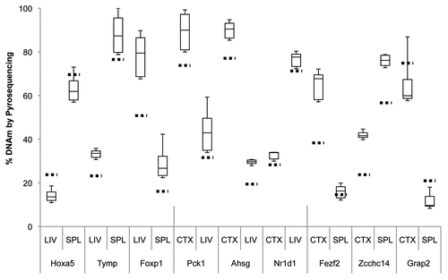 Figure 3 Boxplot of pyrosequencing data obtained from liver (LIV), spleen (SPL) and cerebral cortex (CTX) tDMRs. We assessed and validated percent DNA methylation of three unique tDMRs from each pair of tissues compared by CHARM. For each tDMR, the number of CpGs assayed varied from 4 to 8 CpGs, thus a small subset of the region assayed by the CHARM array. Average percent methylation was determined from all of the assayed CpGs for each tDMR in each tissue type and displayed as a boxplot. Stippled horizontal lines represent the percent DNAm predicted by CHARM for the particular tissue for the entire tDMR region. Types of tissue being compared and the nearest genes associated with the tDMRs are indicated below the X-axis.