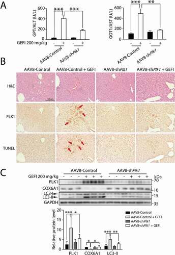 Figure 7. PLK1 is associated with gefitinib-induced liver damage. C57BL/6 mice were randomly divided into 4 groups (n = 6 per group). After injection of AAV8-shPlk1 adeno virus by tail vein for 3 weeks, mice were treated with CMC-Na or gefitinib (200 mg/kg/day) by gavage for another 4 weeks. (A) The levels of GPT/ALT and GOT1/AST were determined (n = 6, one-way ANOVA, Dunnett T3 test). (B) H&E staining, IHC for PLK1 and TUNEL staining of liver tissues. Scale bar: 100 μm. H&E staining distinguish normal or damaged sinusoidal structure. Red arrowheads indicated positive regions. (C) Liver tissues were extracted and lysed, and the expression levels of PLK1, COX6A1, LC3 and GAPDH were analyzed by western blot. Western blot was repeated at least three times and densitometric analysis was carried out. The data are expressed as the mean ± SD; *p < 0.05; **p < 0.01; ***p < 0.001. Abbreviations: GEFI, gefitinib; H&E, hematoxylin and eosin. GOT1/AST, glutamic-oxaloacetic transaminase 1, soluble; GPT/ALT, glutamic pyruvic transaminase, soluble; IHC, immunohistochemistry