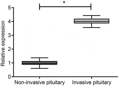 Figure 1. Higher expression of miR-543 is observed in invasive PA tissues relative to noninvasive ones.*p < 0.05 vs. the noninvasive group; measurement data were expressed as mean ± standard derivation, and the data between two groups were analyzed by non-paired independent t-test; the experiment was repeated 3 times; miR-543, microRNA-543; PA, pituitary adenoma. N (the noninvasive group) = 66; N (the invasion group) = 71.
