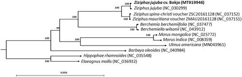 Figure 1. Maximum-likelihood phylogenetic tree based on the chloroplast genome sequence from Z. jujuba cv. Bokjo and related species in the Rhamnaceae family, to which the genus Ziziphus belongs. The chloroplast sequences of members of the Elaeagnaceae, Barbeyaceae, Moraceae, and Ulmaceae families were used as the outgroup. Numbers at each node represent the bootstrap values for 1000 replicates.