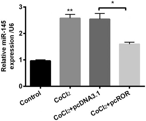 Figure 5. Regulator of reprogramming (ROR) decreased the expression of miR-145 in cobalt chloride (CoCl2) treated cells. The expression of miR-145 was detected using qRT-PCR. All data demonstrated as mean + standard deviation (SD) of three replicates. *p < .05 and **p < .01 were both significant difference.
